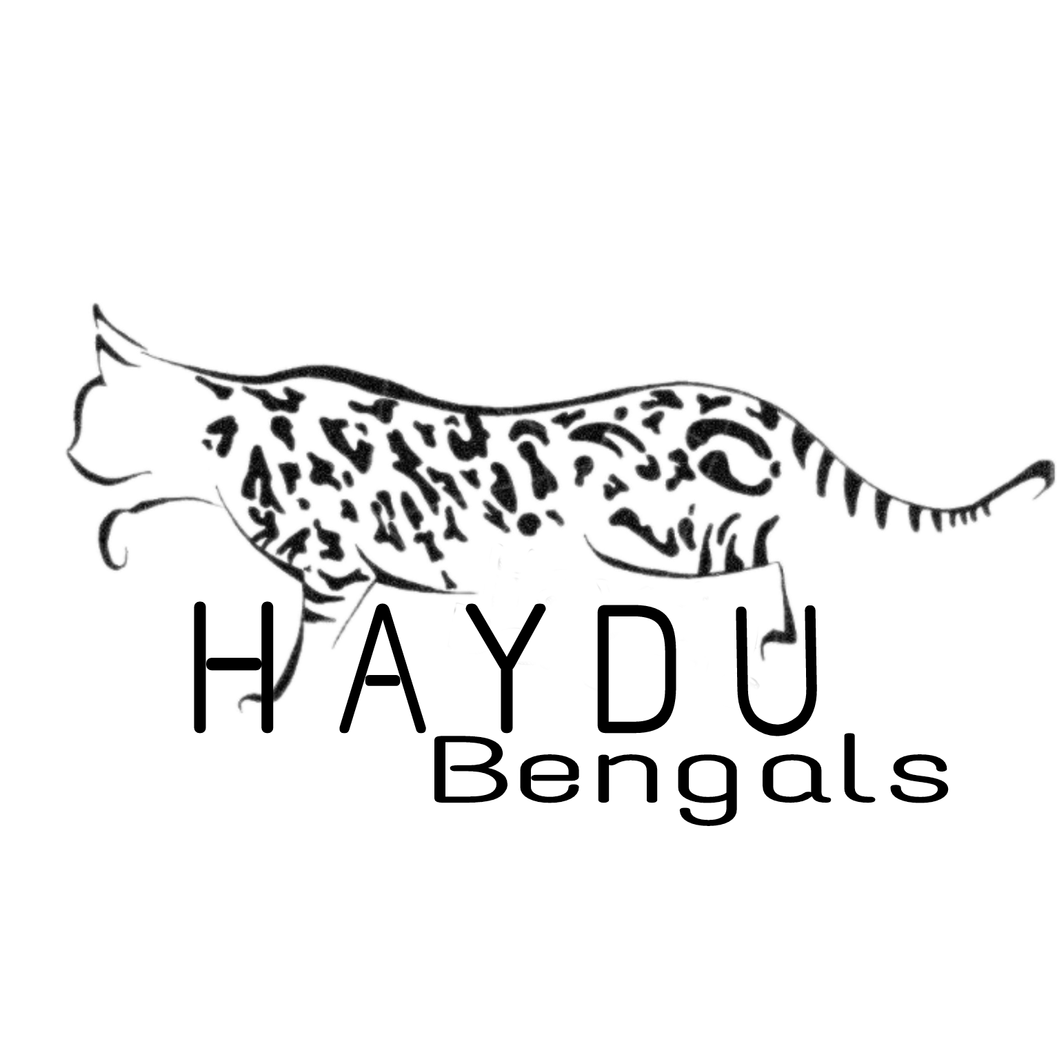 Haydu bengals